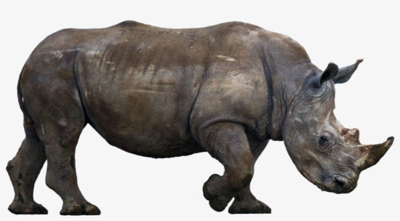 Rhinoceros Free Png Image - Stock Photography, transparent png download