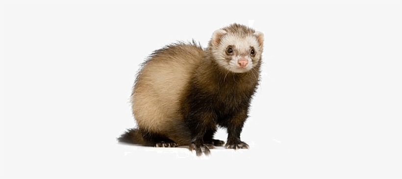 Download Amazing High-quality Latest Png Images Transparent - Ferret Transparent, transparent png download