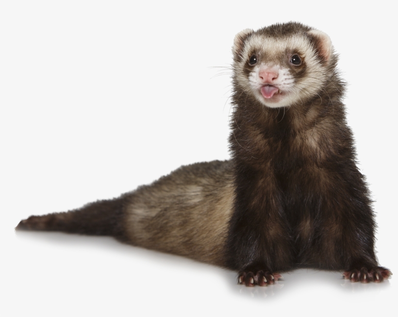 Ferret Png, transparent png download