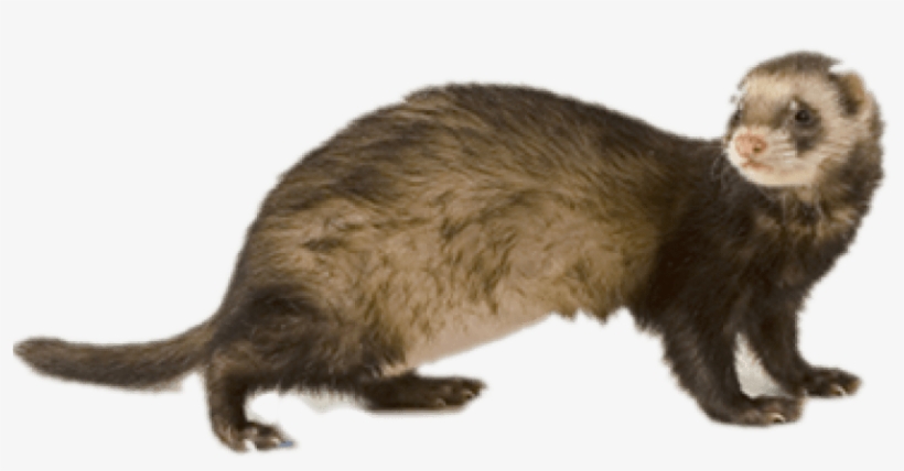 Free Png Ferret Png Images Transparent - Ferret Png, transparent png download