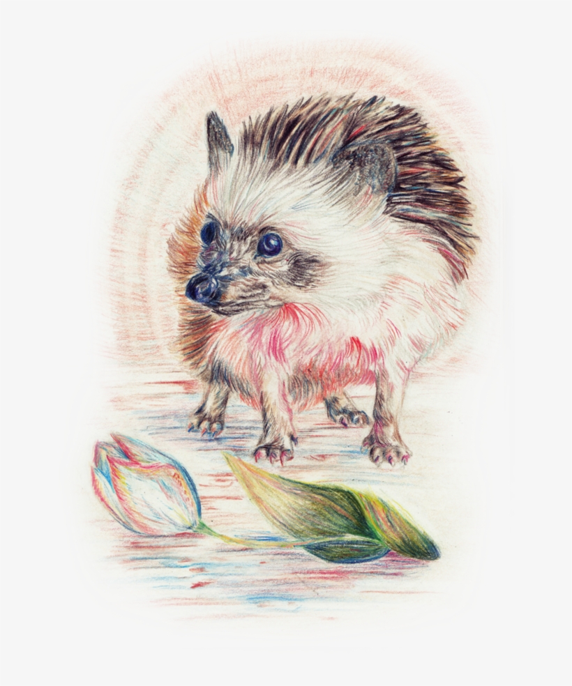 Hedgehog And Flower By Naaknaak - Ferret, transparent png download