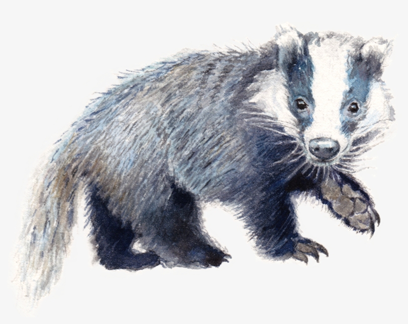 Punxsutawney Phil, transparent png download