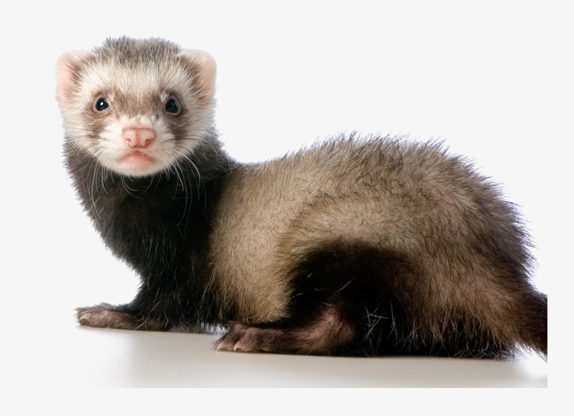 Ferret Png Transparent Image - Ferret, transparent png download