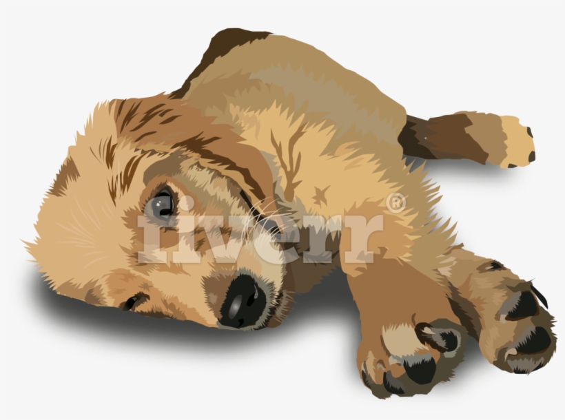 California Sea Lion, transparent png download