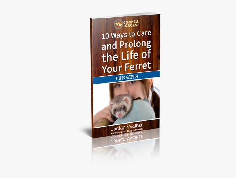 Enjoy Learning More About Ferrets - Weasel, transparent png download