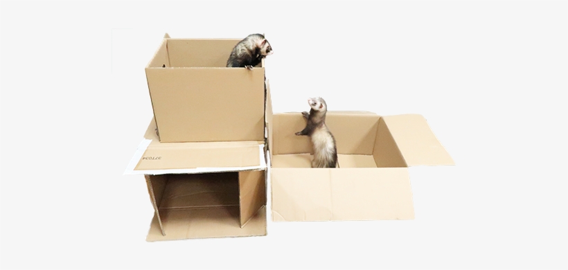 Shipping Ferret Hammocks - Hammock, transparent png download