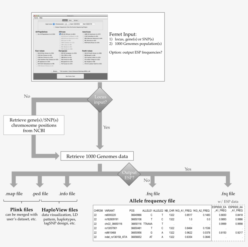 What Does Ferret Do - Ferret, transparent png download