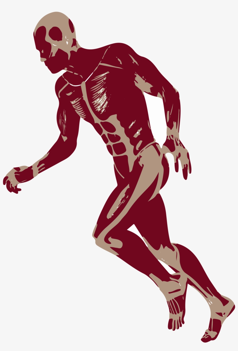 3d Running Man Muscles Anatomy D Png - Medicine, transparent png download