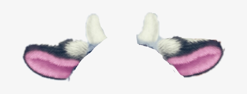 Report Abuse - Ferret, transparent png download