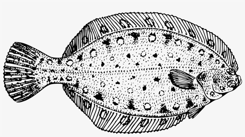 Clipart - Flounder Transparent - Flounder Black And White, transparent png download