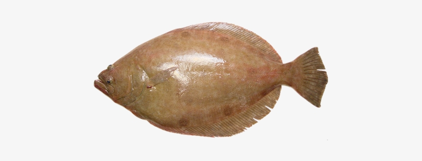 Olive Flounder, transparent png download