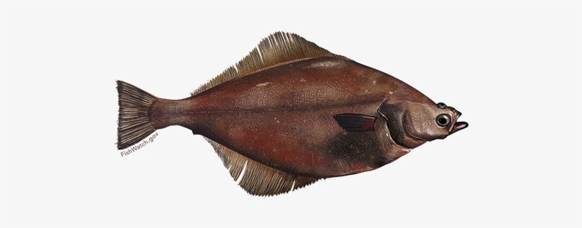 Arrowtooth Flounder, transparent png download