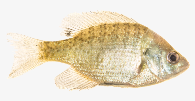 Timeline - History, transparent png download