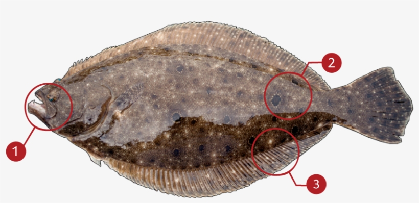 How To Identify A Flounder - Alt Attribute, transparent png download