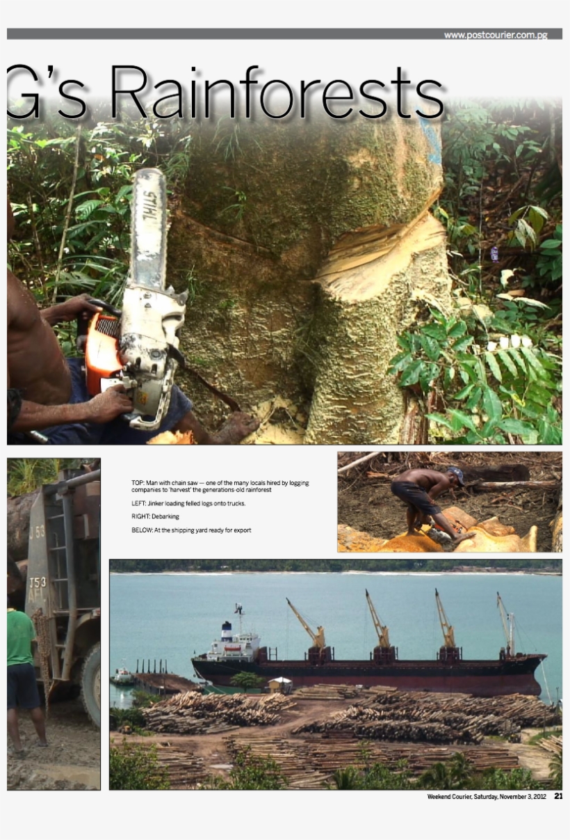 Writing Destruction Of Png's Rainforests - Tree, transparent png download
