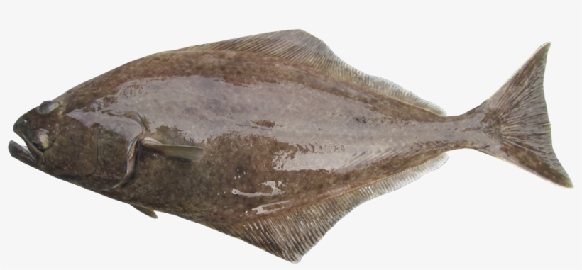 Pacific Halibut, transparent png download