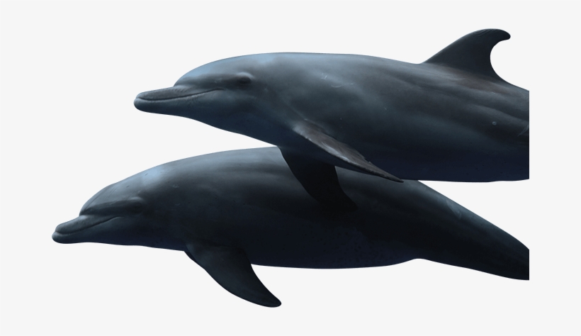 Dolphins Swimming - Ocean City, transparent png download