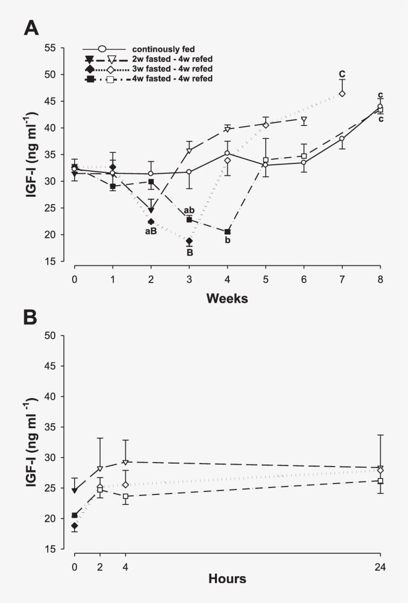 Plasma Igf I Levels In The Fine Flounder During Fasting - Fine Flounder, transparent png download