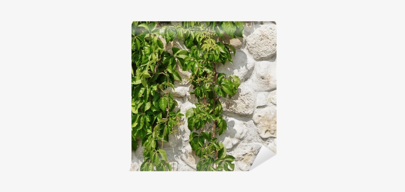 White Limestone Wall Hidden In Hanging Green Grape - Cobblestone, transparent png download