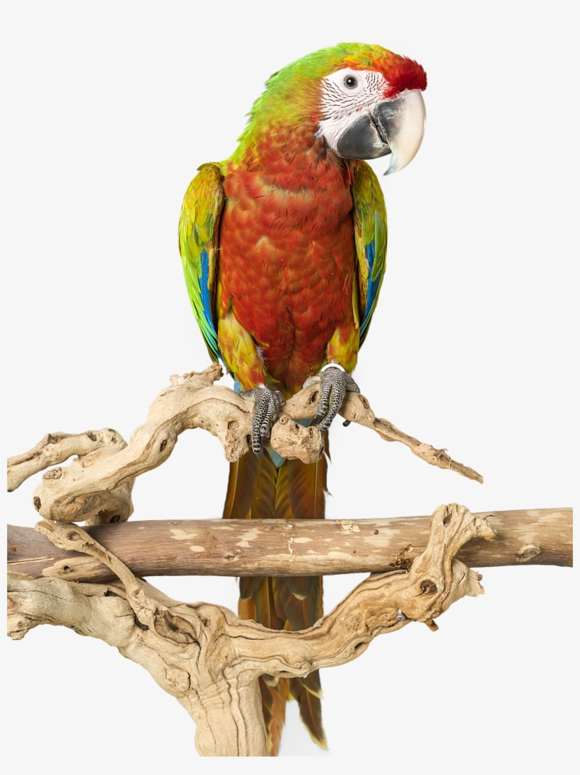 Parrot Bird Cage Amazon African Grey Macaw Cockatoo - Parroе Bird Cage Пнг, transparent png download