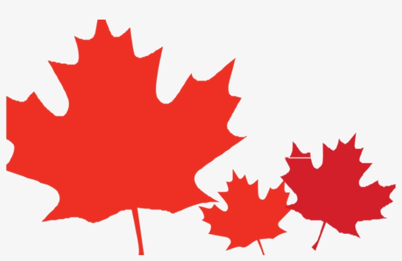 The Patriation Struggles In Canada Canadian Maple Leaf - Красный Лист Рисунок, transparent png download