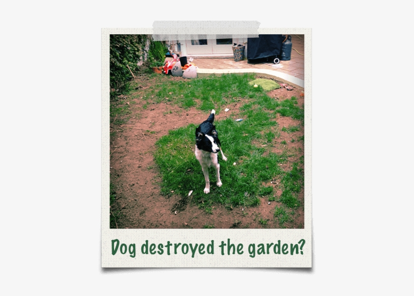 Has Your Dog Destroyed The Garden Grass - Dog, transparent png download