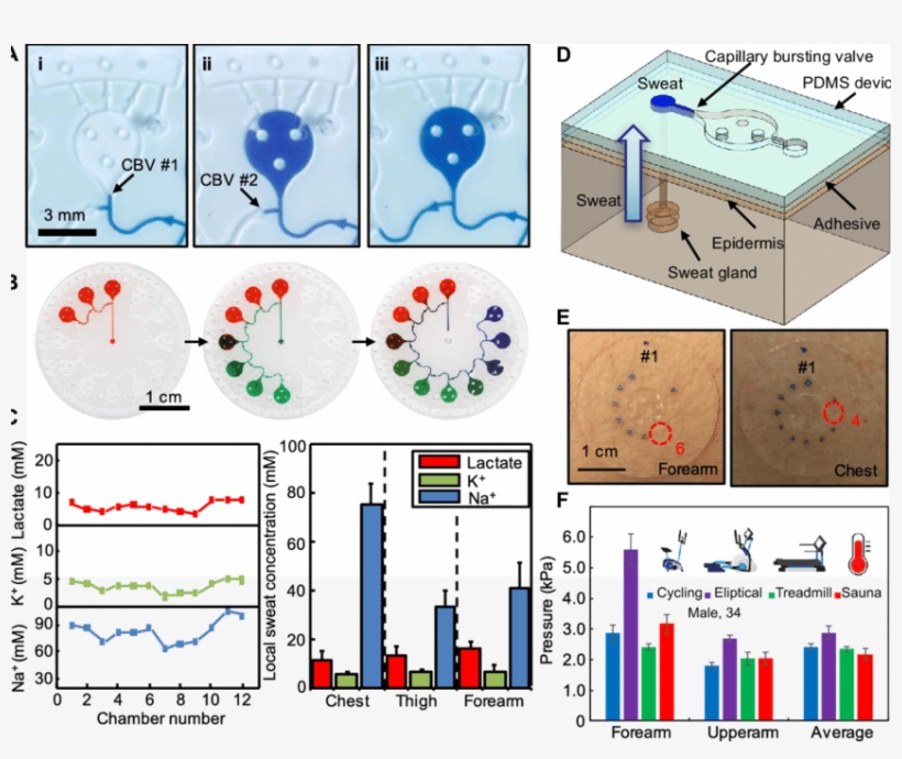 Epifluidic Systems With Cbvs For Time-sequential Microsampling - Eccrine Sweat Gland, transparent png download