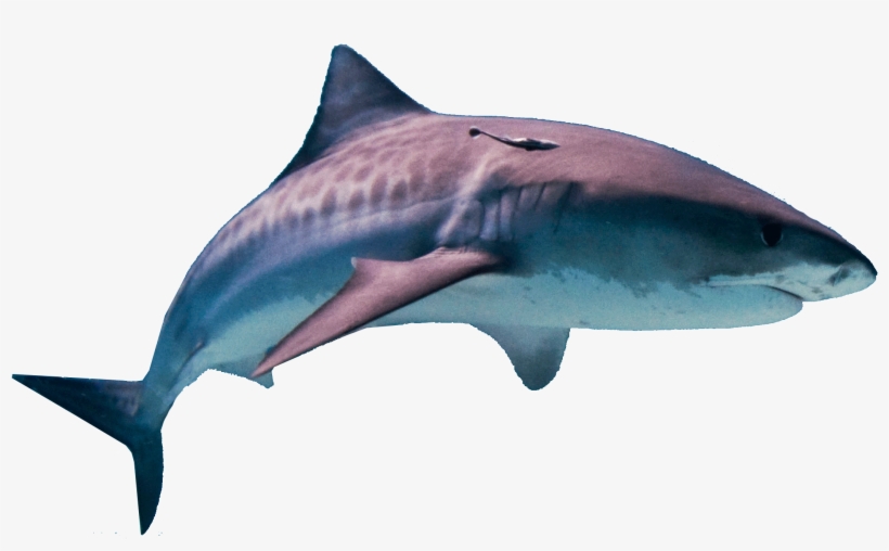 Download Amazing High-quality Latest Png Images Transparent - Shark Square Sticker 3" X 3", transparent png download