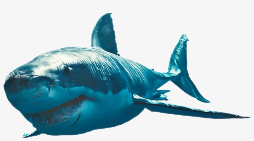 Shark Png Clipart - Great White Shark Png, transparent png download
