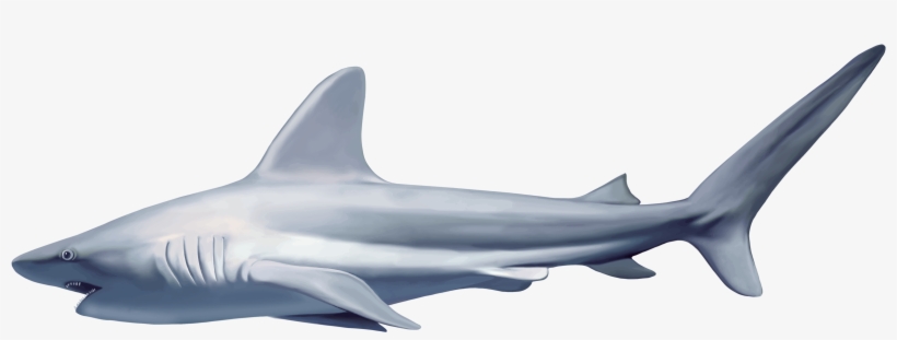 Sharks Png Images Free Download - Shark Png, transparent png download