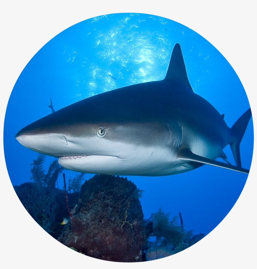 European Sharks, transparent png download