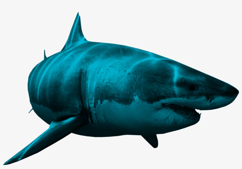 Shark Png, transparent png download