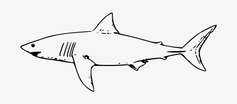Shark Fish Great White Shark Tiger Shark M - Shark Drawing Black And White, transparent png download