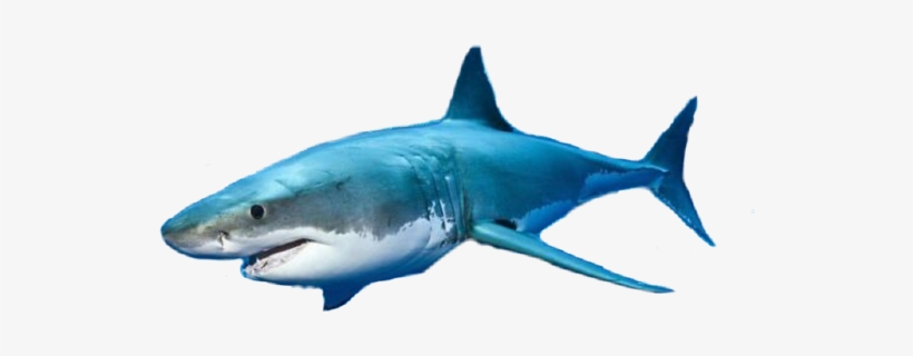 Sharksticker Shark Freetoedit Scshark - Blue Whale Game 3d 2018, transparent png download