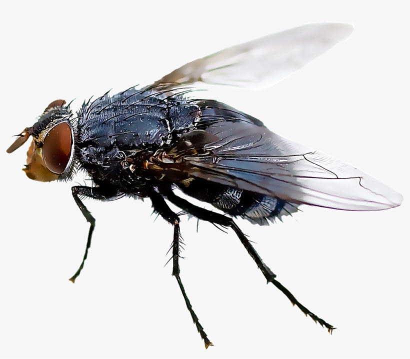 Black Flies, transparent png download