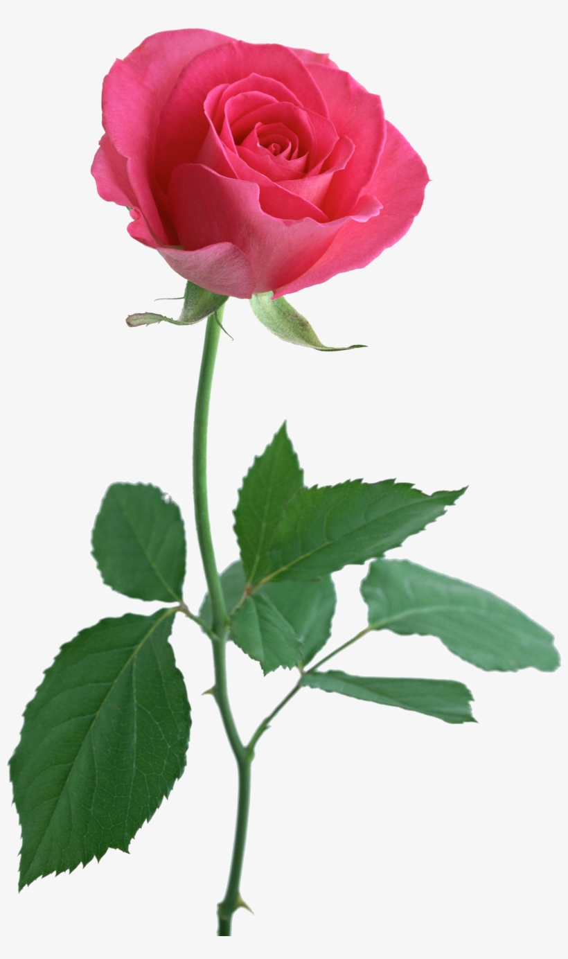 This Is The Perfect Rose For My Ankle Tattoo I Would - Rose With A Stem, transparent png download