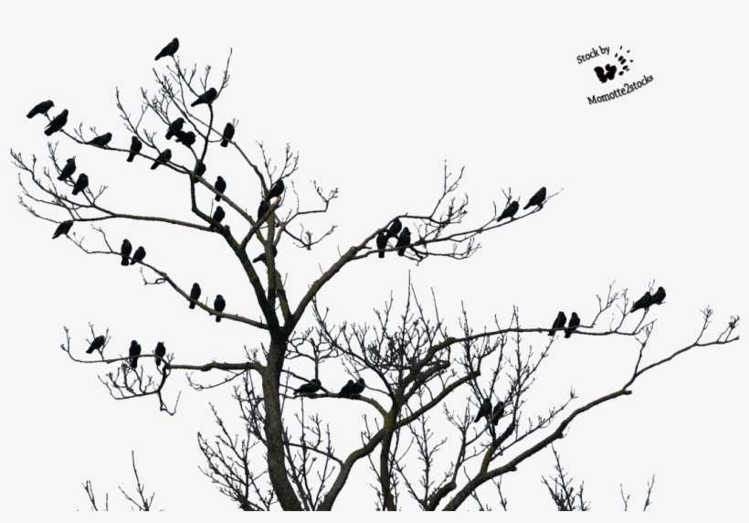 High Resolution Horror Png Clipart - Tree Birds Transparent, transparent png download