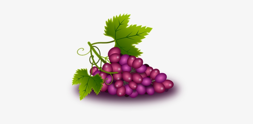 Grapes Vine Vineyard Wine Orchard Plants N - องุ่น การ์ตูน, transparent png download