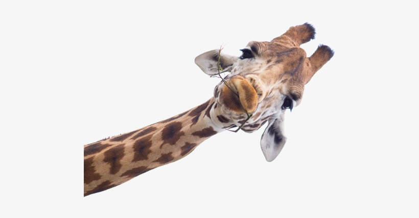 West Africangiraffe On Emaze - Living Things And Nonliving Things By Kevin Kurtz, transparent png download