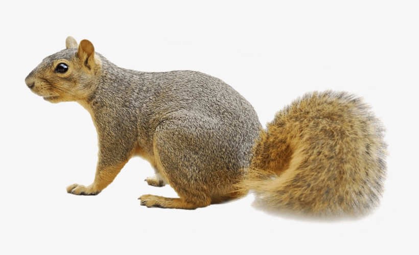 Ground Squirrel Png Free Squirrel Png Png Image Transparent Png Free Download On Seekpng