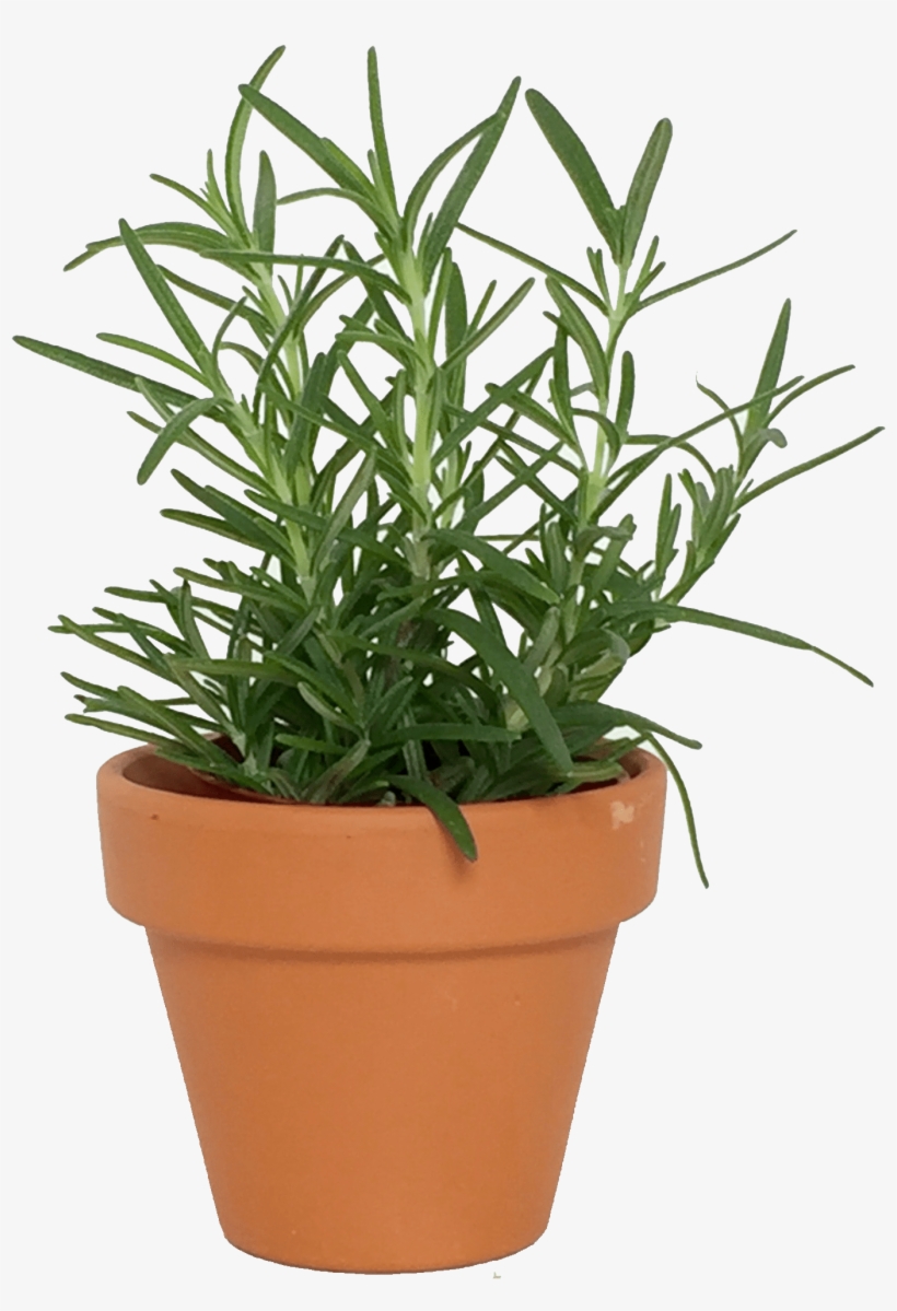Assorted - Plants In Pot Png, transparent png download