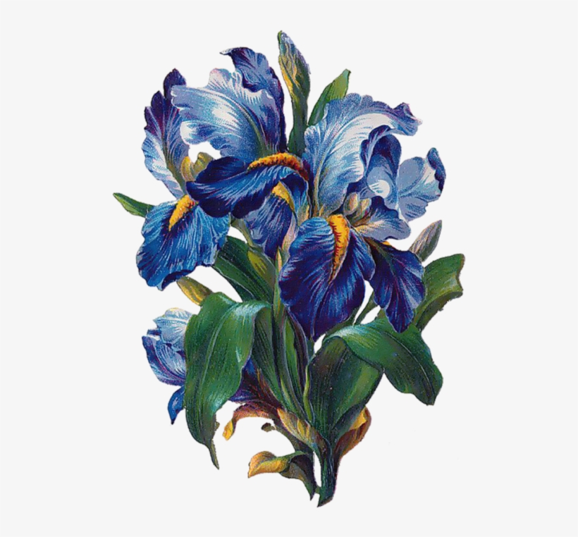 Patterns - Botanical Iris Drawing, transparent png download