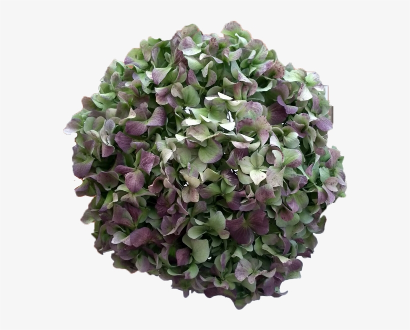 Hydrangea Blue Antique - Blue Hulk Hydrangea, transparent png download