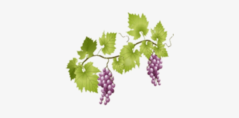 Grapes And Vine Png, transparent png download