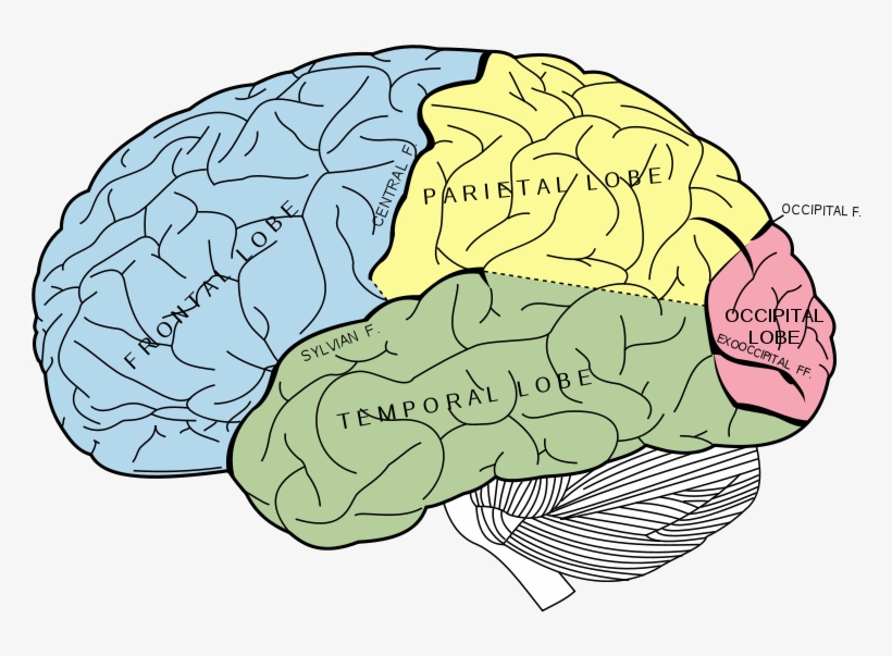 Learn Fascinating Studies About The Brain, Consciousness - Percent Of Our Brain Do We Use, transparent png download