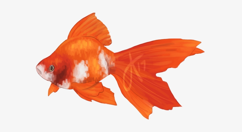 Picture Royalty Free Stock Good Better Mrmn - Fish Png, transparent png download