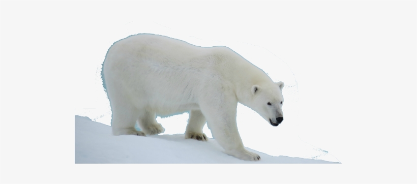 Polar Bear Transparent Background, transparent png download