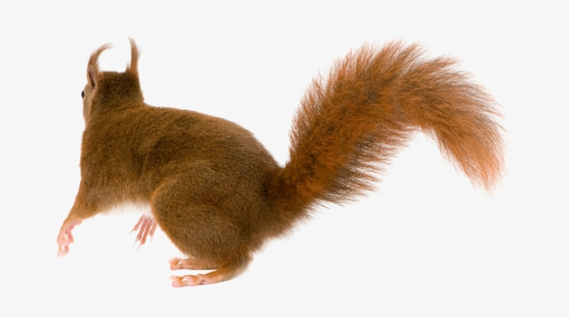 Best Free Squirrel Transparent Png File - Squirrel Tail Png, transparent png download