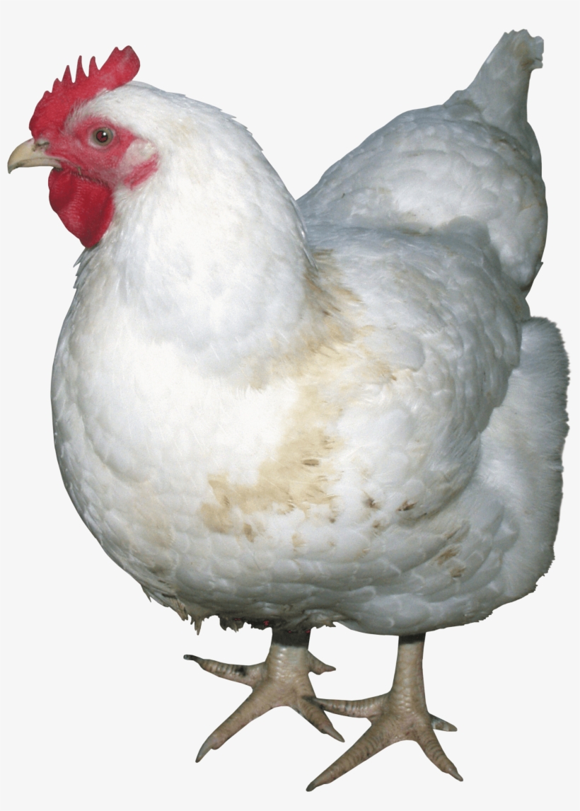 White Chicken Png Image - Chicken Png, transparent png download