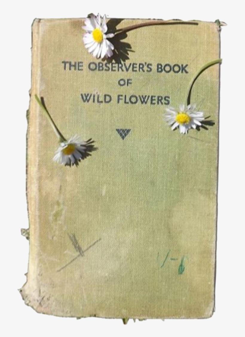 53 Images About Editing - Camomile, transparent png download